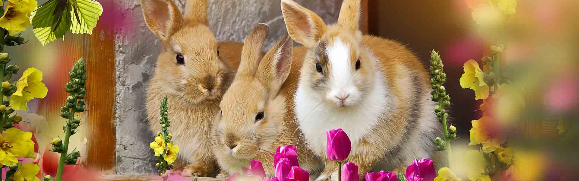 https://o.yws.tokyo/wp-content/themes/bnp/images/default-1.jpg
